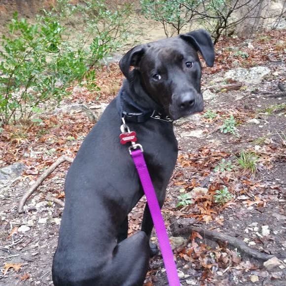 Helping Rescues One Item At A Time - Picture 6 of 8